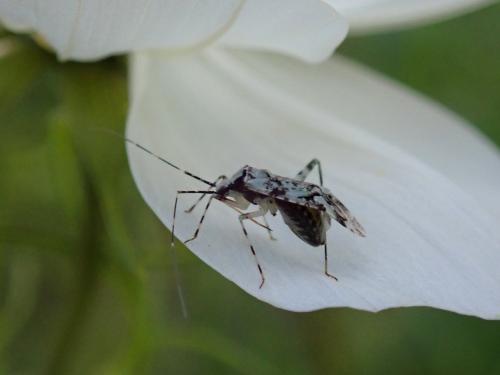 Phytocoris tiliae
